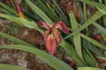 Copper iris